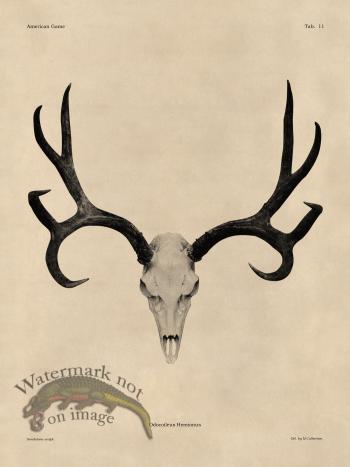 Tan Bones 11 Mule Deer